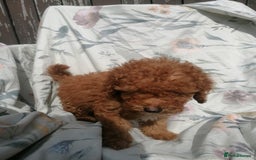 Miniature Poodle dogs for sale: Miniature poodles  - Image 10