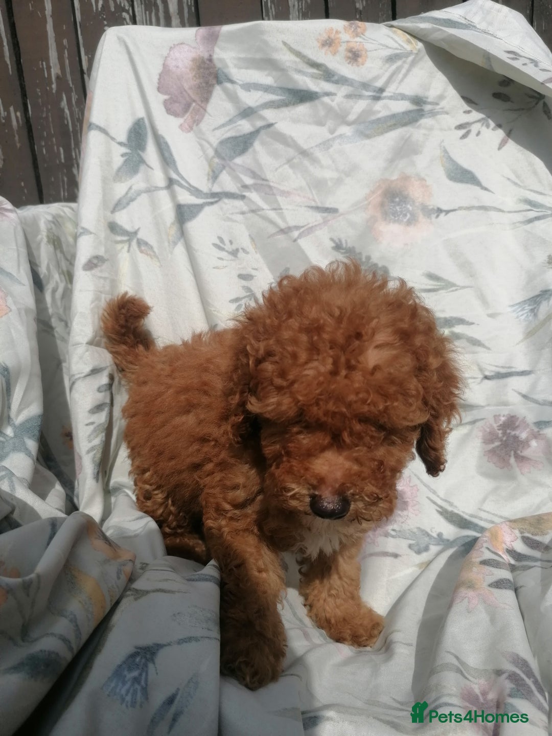 Miniature Poodle dogs for sale: Miniature poodles  - Image 10