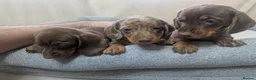 Miniature Dachshund dogs for sale: Dachshund miniature puppys  - Advert 5