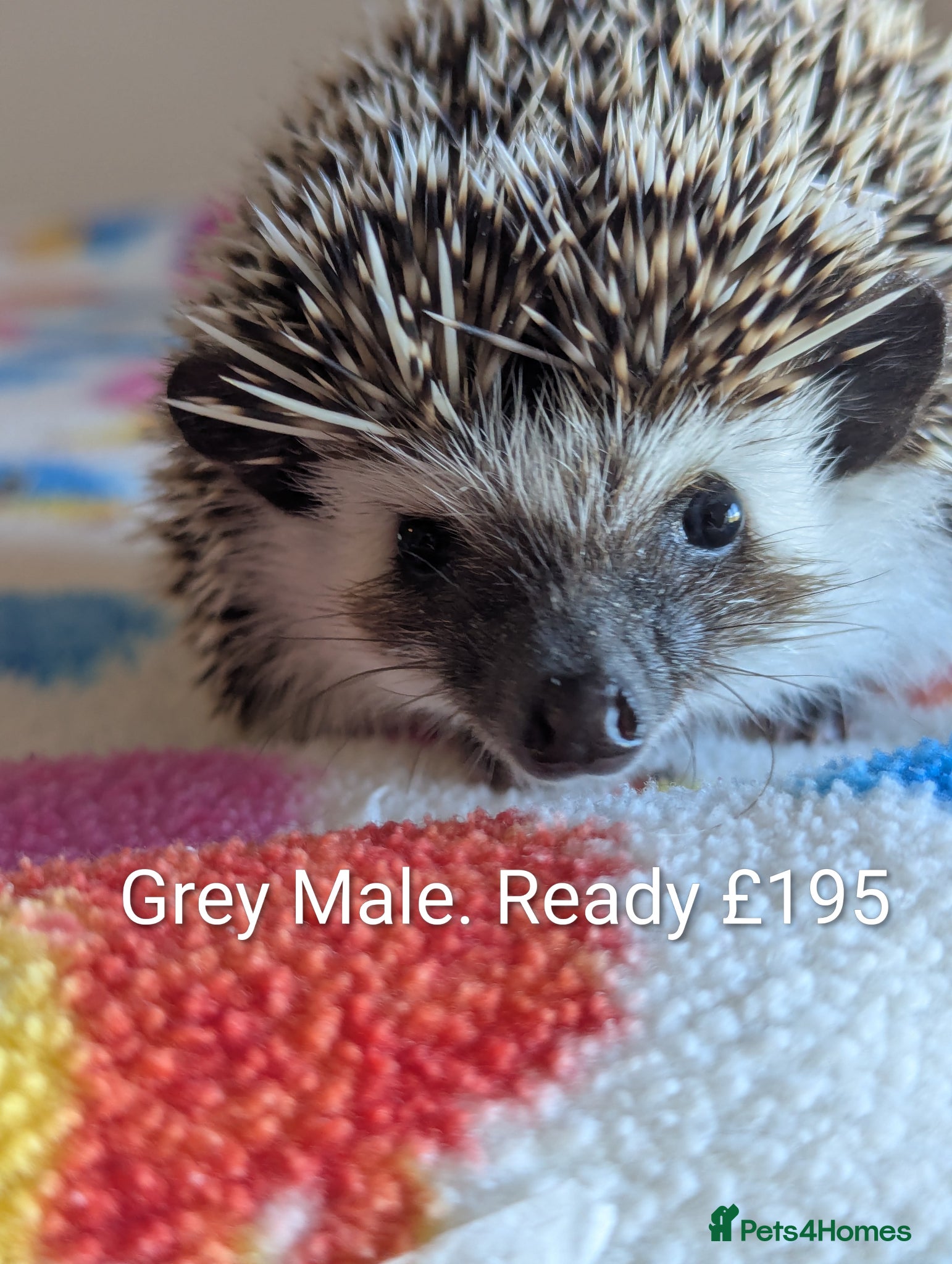 Pygmy Hedgehog rodents REDUCED HOGLETS!!! Ready Now!!! - Advert 1