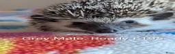 Pygmy Hedgehog rodents for sale: REDUCED HOGLETS!!! Ready Now!!! - Advert 1