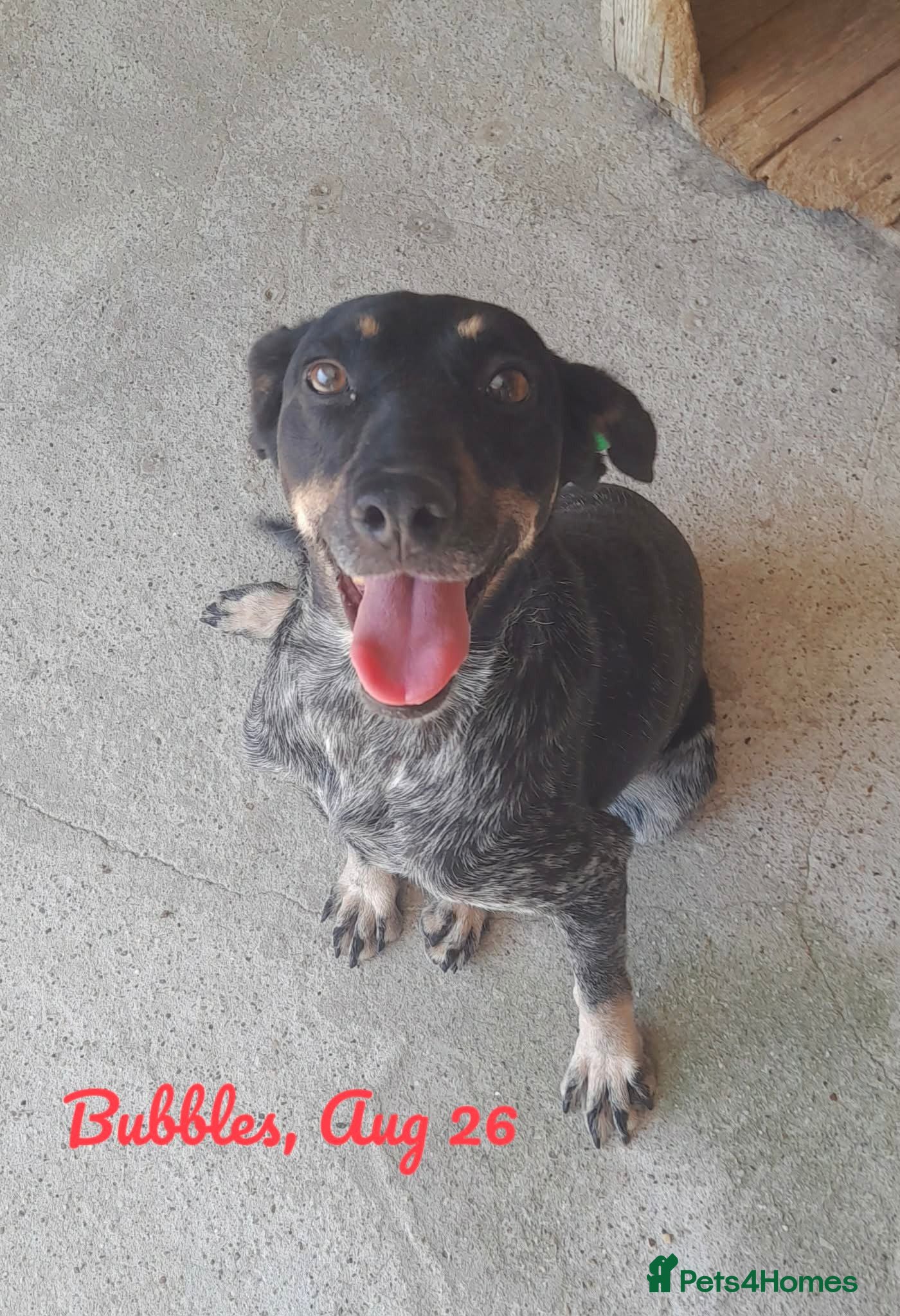 Mixed Breed dogs Bubbles, 2 yrs approx. Available for adoption. - Advert 1