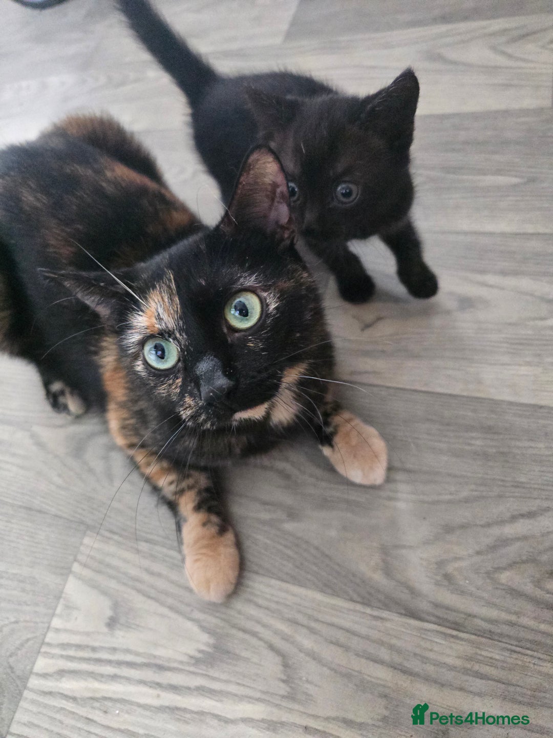 British Shorthair cats for sale: Female kitten Black With White Bits  - Image 3