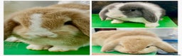 Mini Lop rabbits for sale: Mini Lops for sale READY NOW - Advert 1