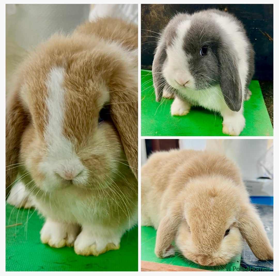 Mini Lop rabbits for sale: Mini Lops for sale READY NOW - Advert 1