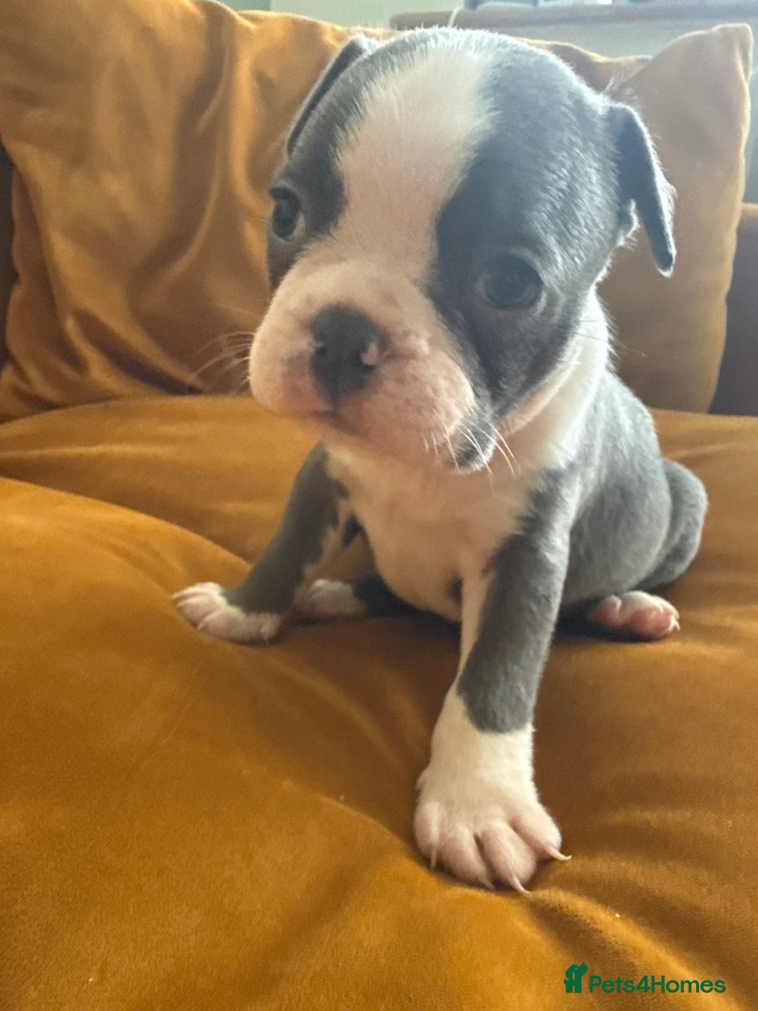 Boston Terrier dogs for sale: Exceptional Blue Boston Terrier Puppies 💙🐾 - Image 29