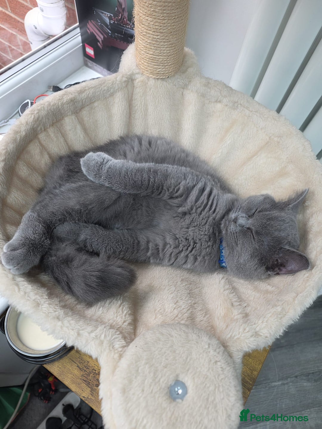 Scottish Fold cats for sale: Scottish fold - Image 4