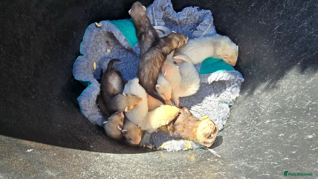Ferret rodents for sale: Working/pet Ferret kits - Advert 1