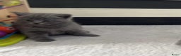 British Shorthair cats for sale: british shorthair kittens - Advert 4