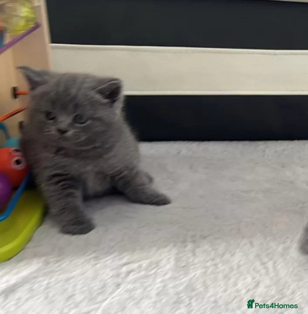British Shorthair cats for sale: british shorthair kittens - Advert 4