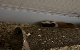 Guinea Pig rodents for sale: 2 male guinea pigs and full cage set up - Image 4