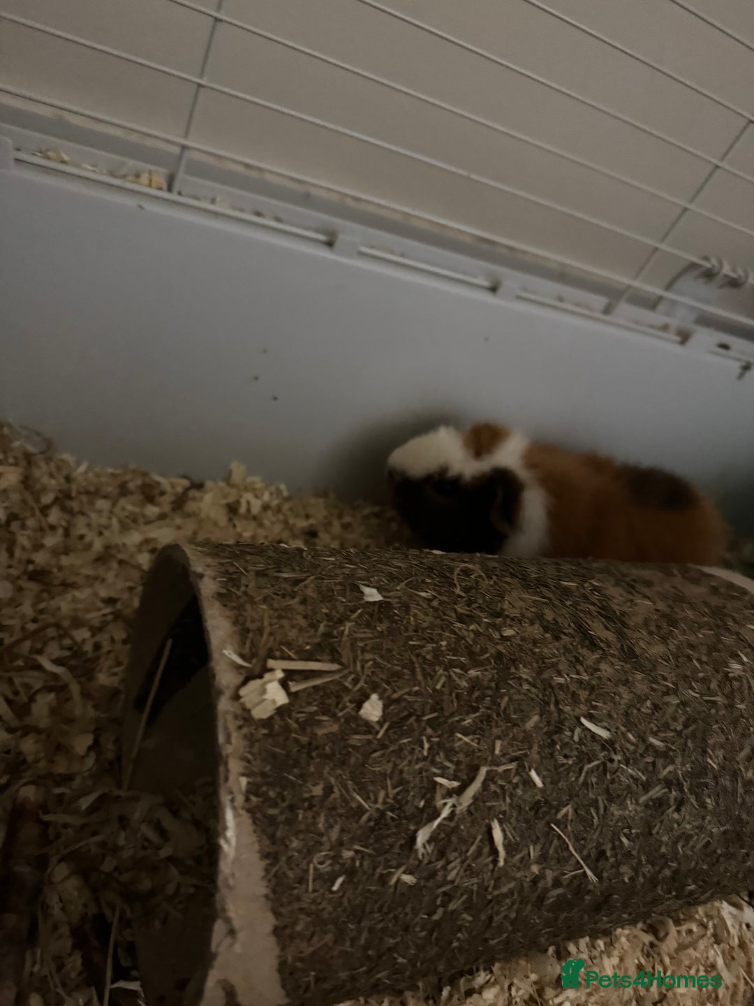 Guinea Pig rodents for sale: 2 male guinea pigs and full cage set up - Image 4