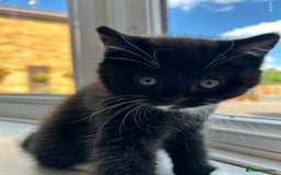 British Shorthair cats for sale: Adorable kittens ready to go 💙🩷 - Image 4