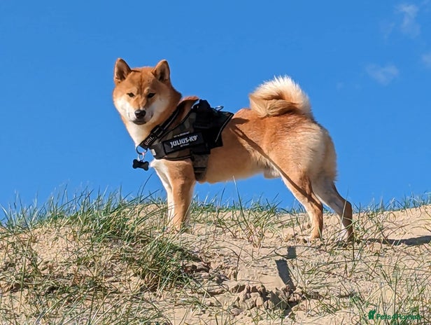 Japanese Shiba Inu dogs in Kettering - Advert 1