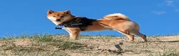 Japanese Shiba Inu dogs for stud: Alfie - Stud  - Advert 1