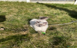 Ragdoll cats for sale: Blue point ragdoll female for sale 🩷 - Image 6