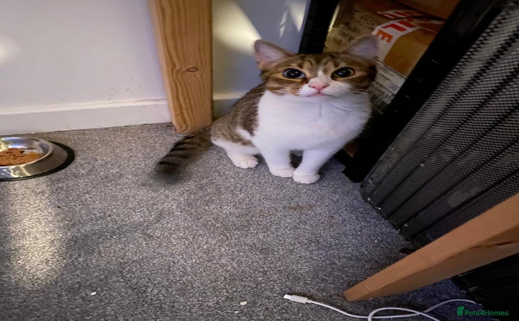 Domestic Shorthair cats - Advert 3