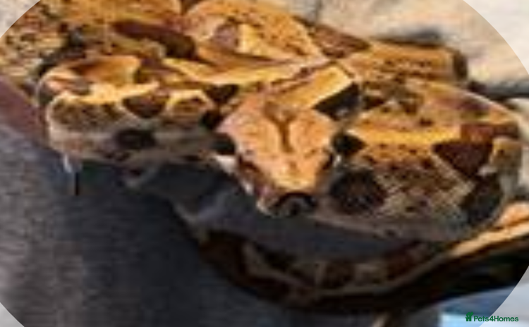 Snake reptiles - Advert 1