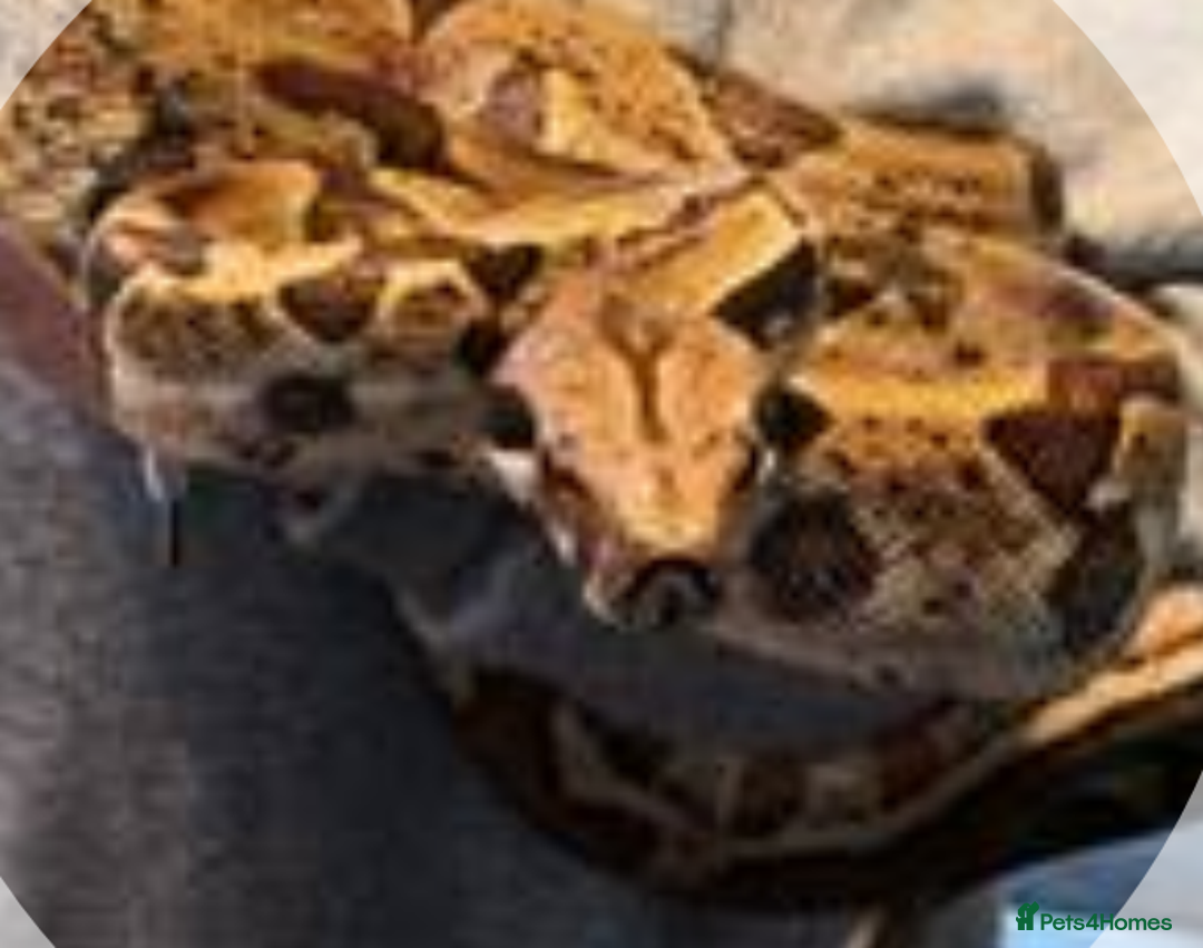 Snake reptiles for sale:  Boa with 6ft Viv etc - Image 1