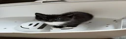 Mixed Breed cats for sale: Mixed breed kittens  - Advert 4
