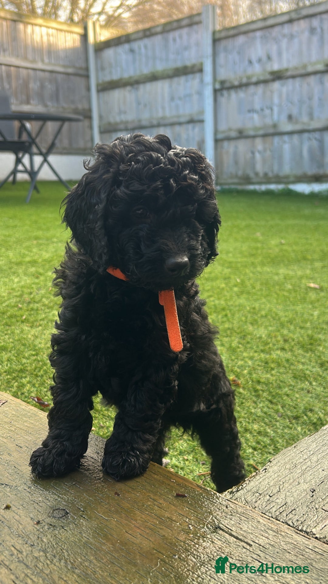 Cockapoo dogs for sale: Beautiful Cockapoo Puppies  - Advert 6