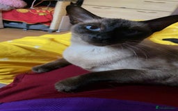 Oriental cats for sale:  GCCF Oriental Kittens For Sale - Image 18
