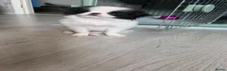 Japanese Chin dogs for sale: Beautiful Japanese Chin puppies - Advert 10