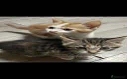 Mixed Breed cats for sale: Gorgeous kittens  - Image 15