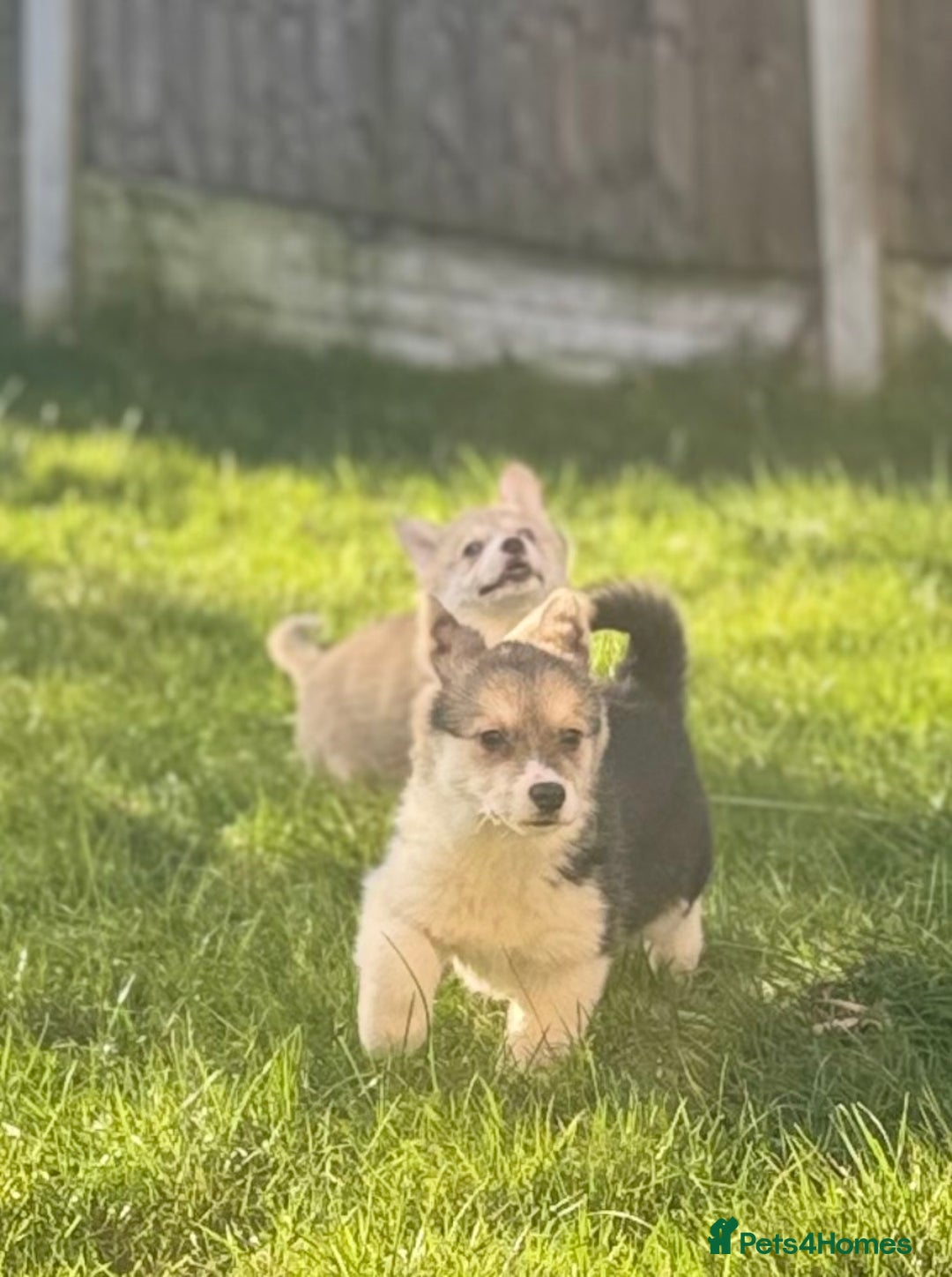 Welsh Corgi Pembroke dogs for sale: Beautiful Welsh Pembroke corgis - Advert 4