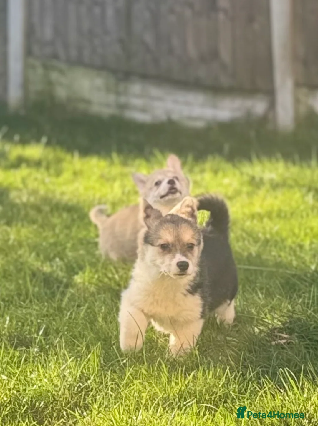 Welsh Corgi Pembroke dogs for sale: Last girl Welsh Pembroke corgi READY TO LEAVE - Advert 6