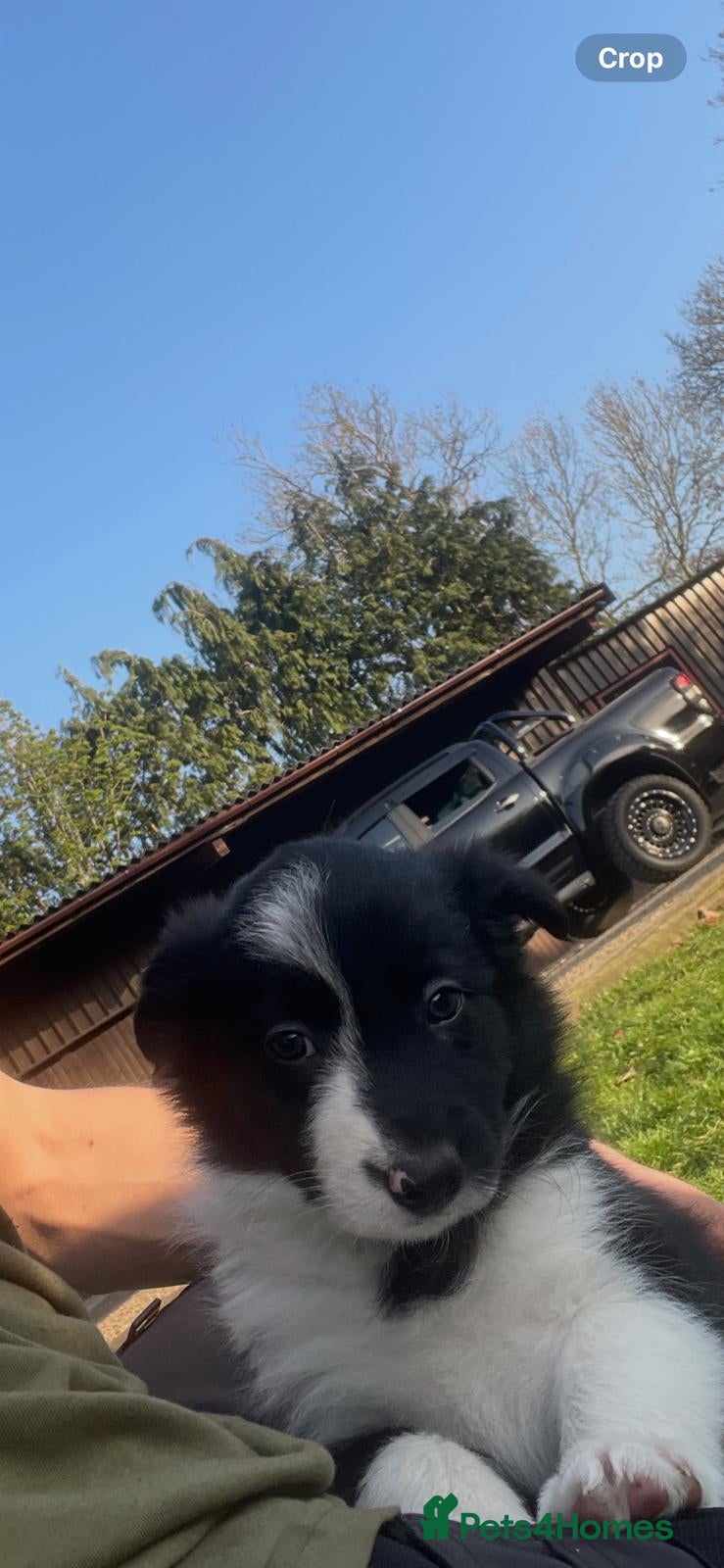 Border Collie dogs Border collie puppy’s  - Advert 2