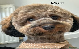 Mixed Breed dogs for sale: Poochon x chipoo small puppies - Image 2