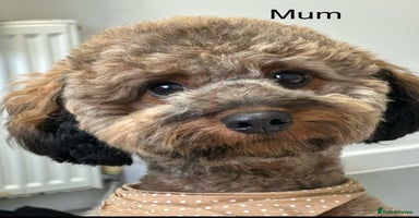 Mixed Breed dogs - Advert 4