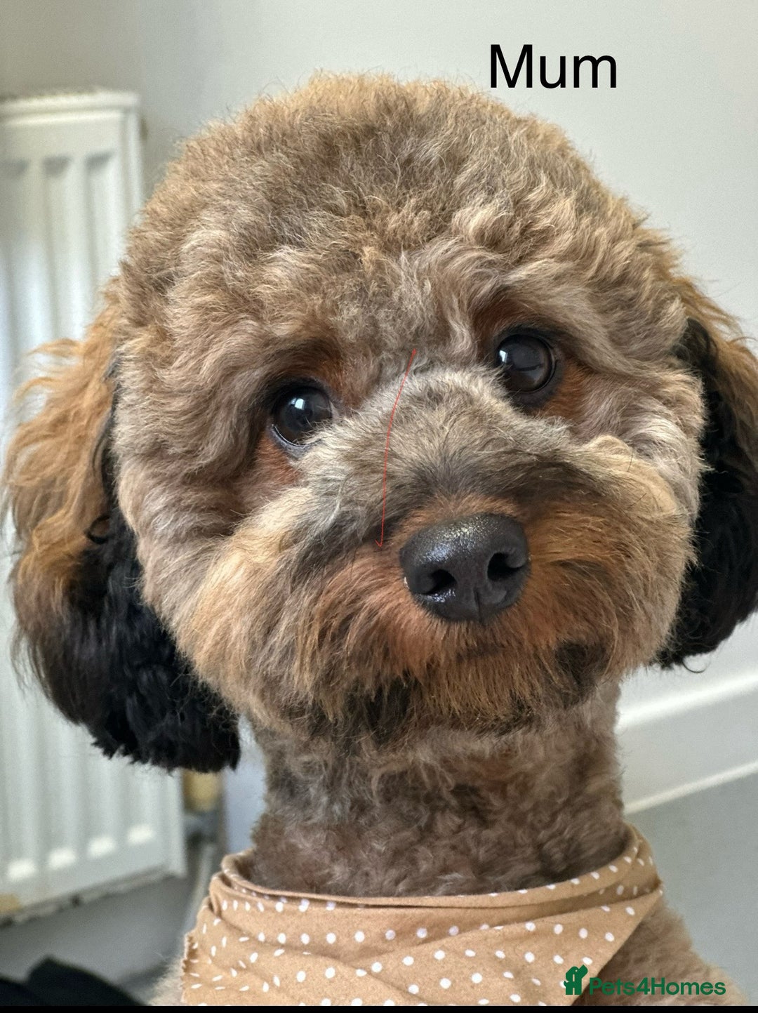 Mixed Breed dogs for sale: Poochon x chipoo small puppies - Image 2
