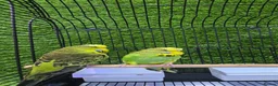 Conures birds for sale: Young Green Ringneck Parrots, Lovebirds & Budgies - Advert 2