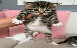 Siberian cats for sale: Five fluffy kittens  - Image 3