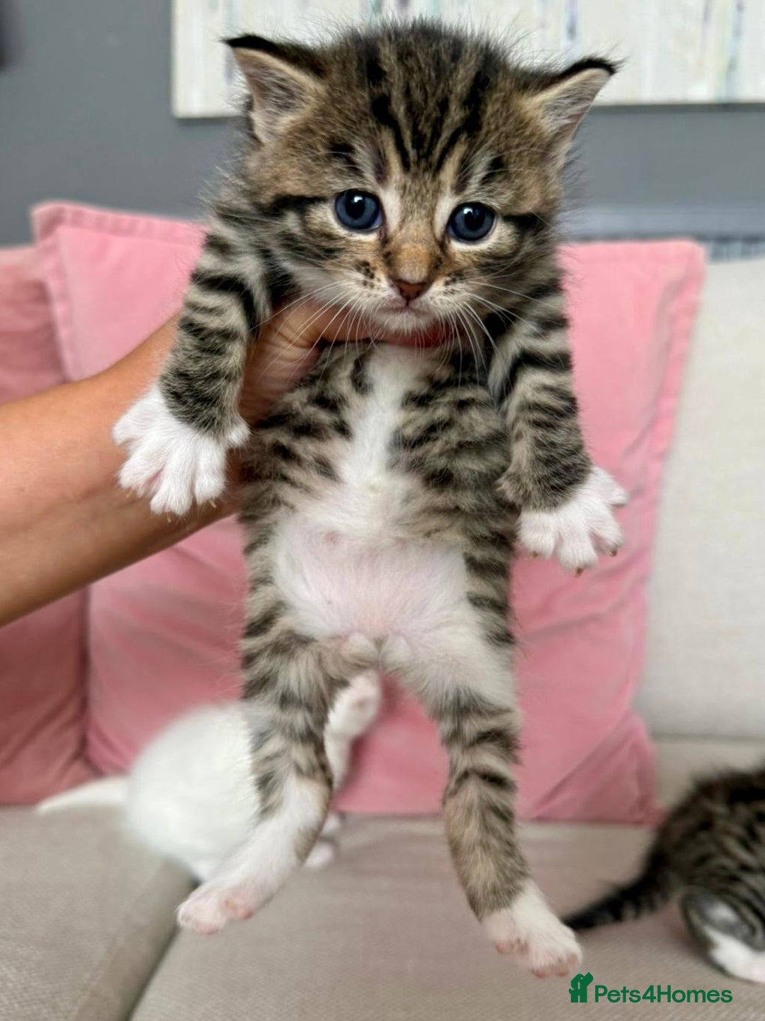 Siberian cats for sale: Five fluffy kittens  - Image 3