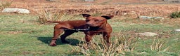 Patterdale Terrier dogs for stud: Stunning Red Patterdale Terrier, Derbyshire (Stud) in Alfreton - Advert 7
