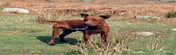 Patterdale Terrier dogs for stud: Stunning Red Patterdale Terrier, Derbyshire (Stud) in Alfreton - Advert 7