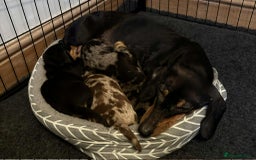 Dachshund dogs for sale: Standard Dachshund Puppies  - Image 3