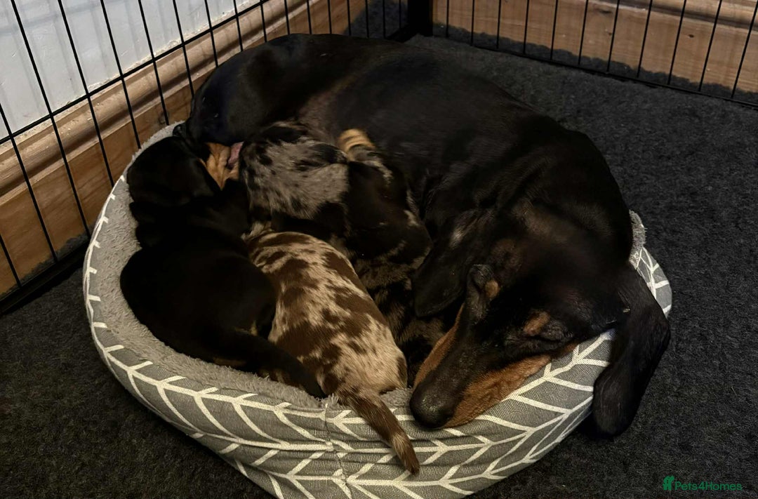 Dachshund dogs for sale: Standard Dachshund Puppies  - Image 3