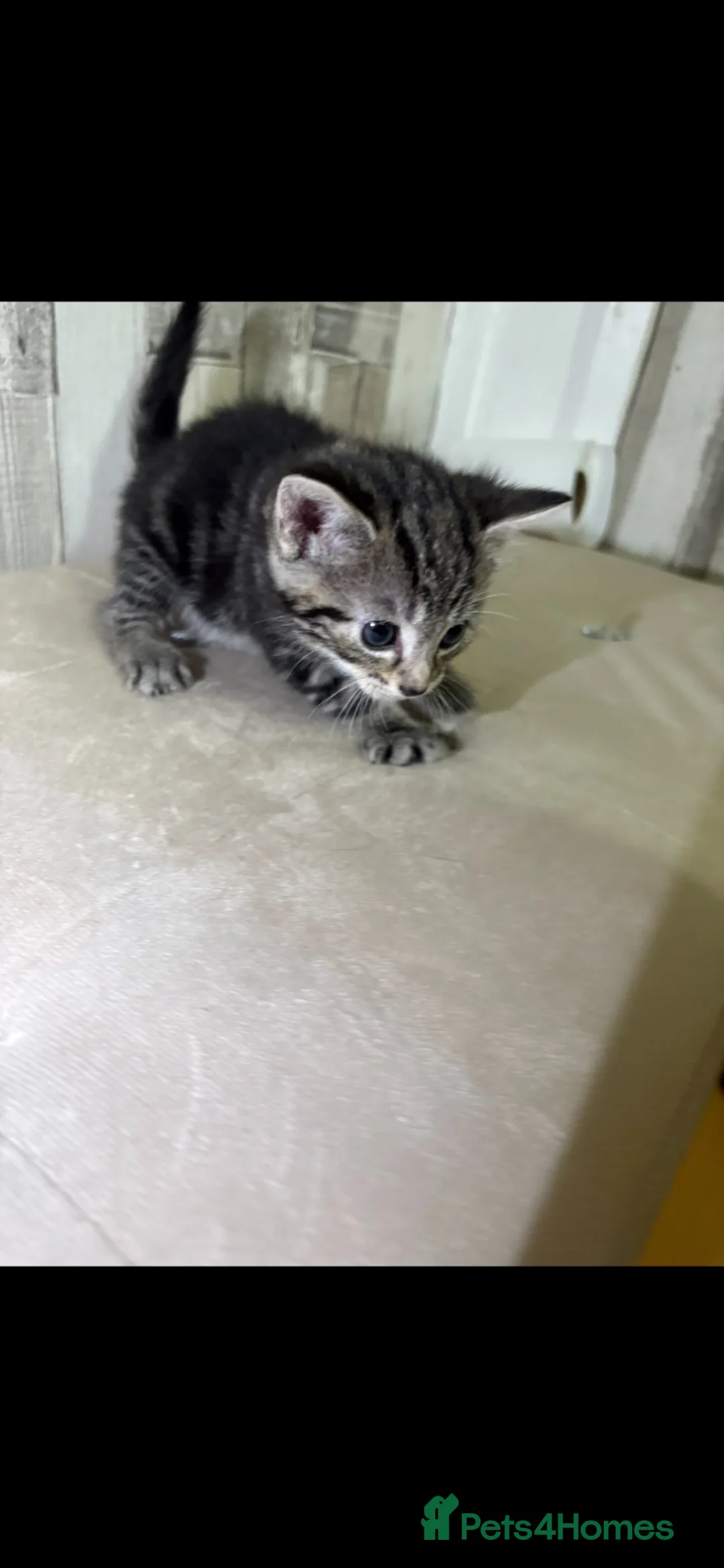 Mixed Breed cats for sale: Tabby kittens - Advert 2