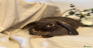 Mini Lop rabbits - Advert 5