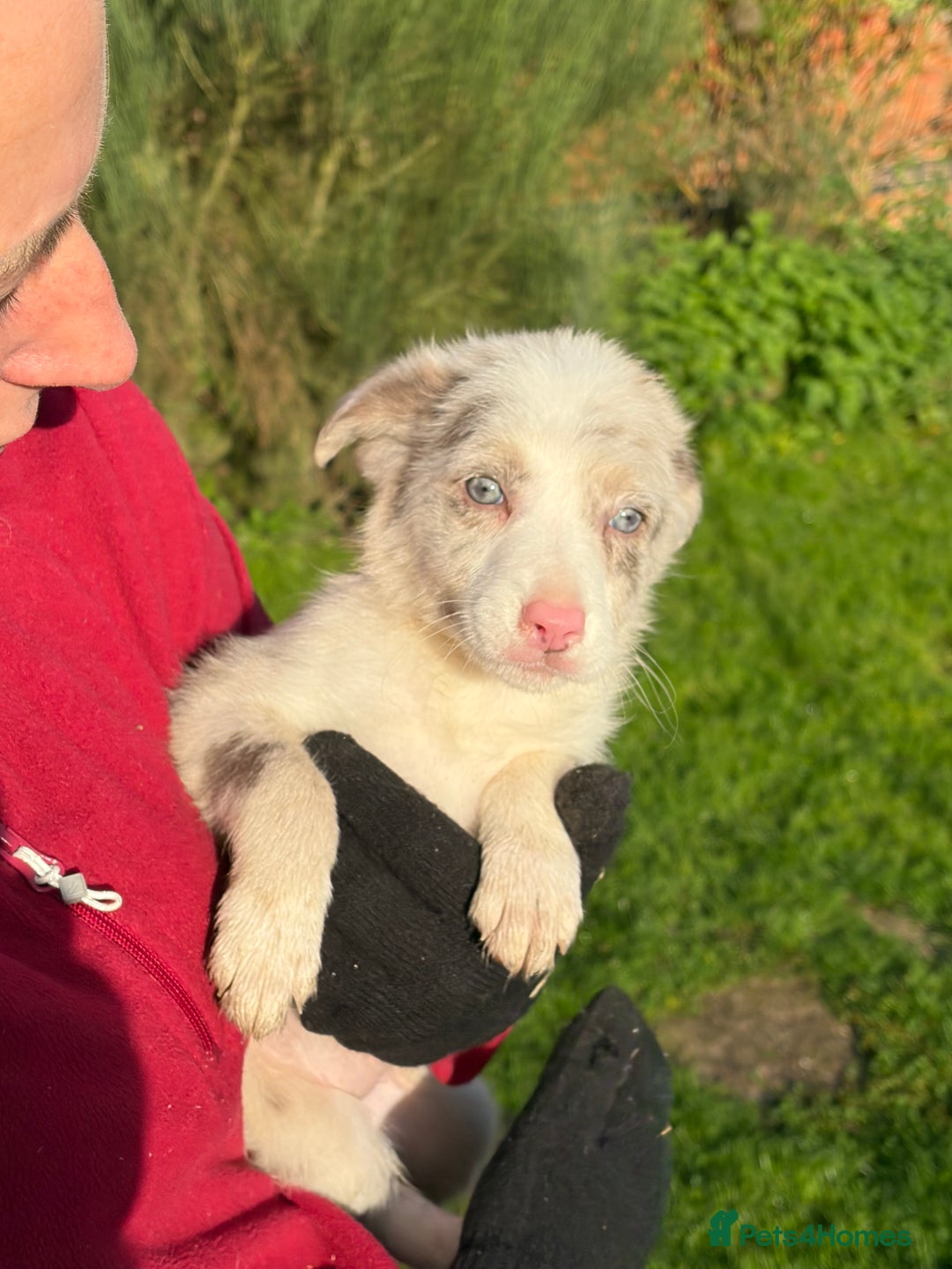 Border Collie dogs for sale: Border collie puppies  - Image 6