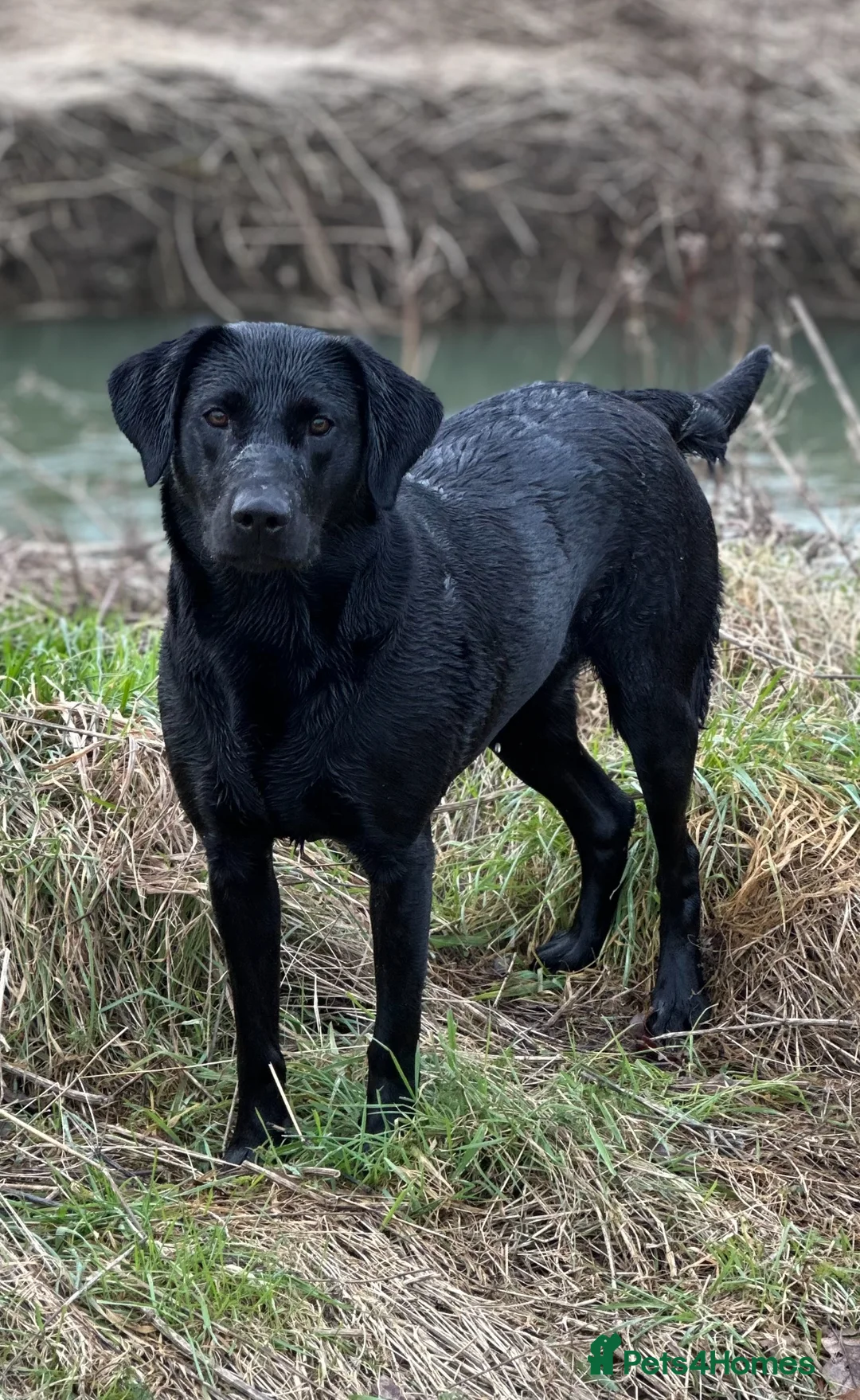 Labrador Retriever dogs for sale: Stunning KC registered Red & Black puppies - Advert 16