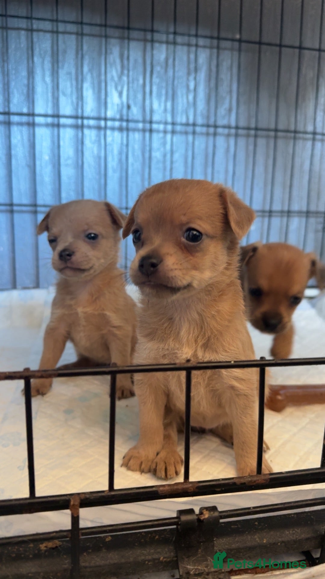 Mixed Breed dogs Dachshund cross frenchies - Advert 1