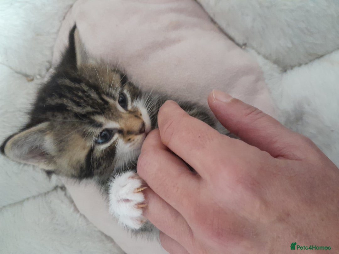 Mixed Breed cats for sale: Playful & cuddly Tabby-Bengal-Mix Kittens £200 - Image 4