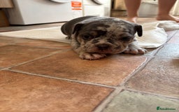 Mixed Breed dogs for sale: French bulldog cross pocket bully puppies  - Image 8