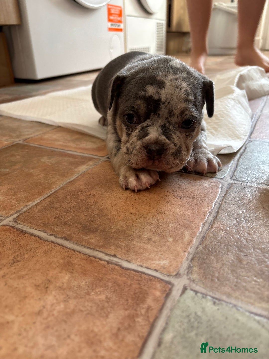Mixed Breed dogs for sale: French bulldog cross pocket bully puppies  - Image 8