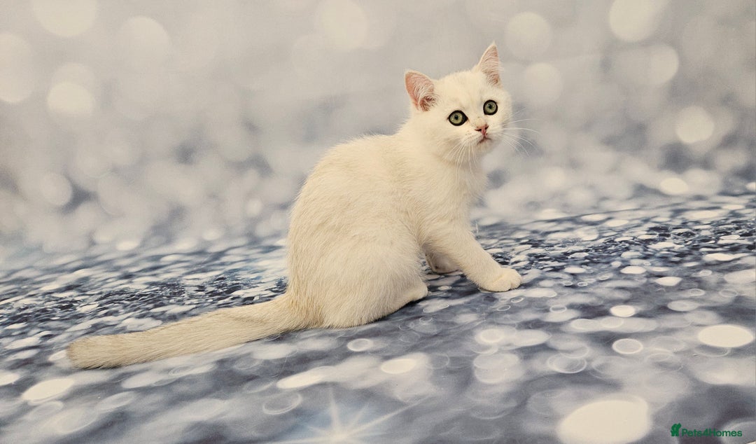 British Shorthair cats for sale: Excellent Scottish straight and fold kittens - Image 17